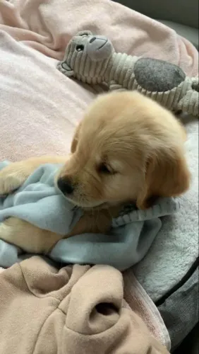Filhote Golden Retriever, Os melhores amigos vêm em pacotes de fofura e amor!