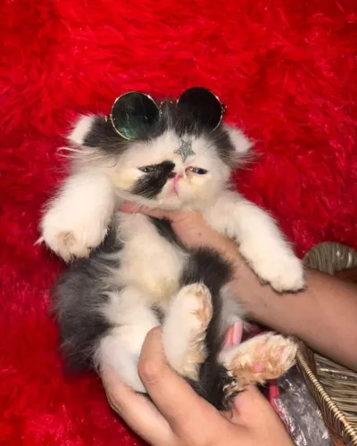 Gato Persa