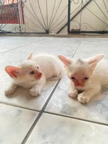 Gatinhos pra adoção