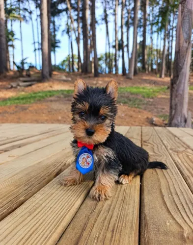 YORK mini macho Com pedigree