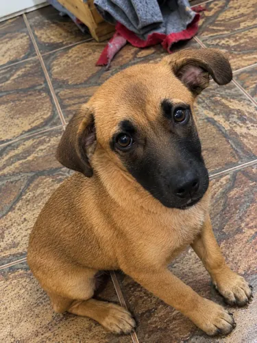 Doação de Cachorrinha