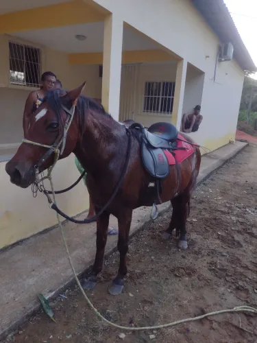 Cavalo marcha picada 