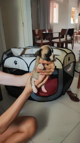 Buldog francês machos e fêmeas disponível venda!!!