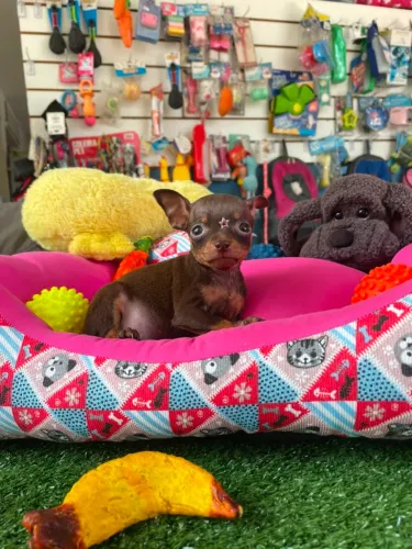 Pinscher miniatura fêmea