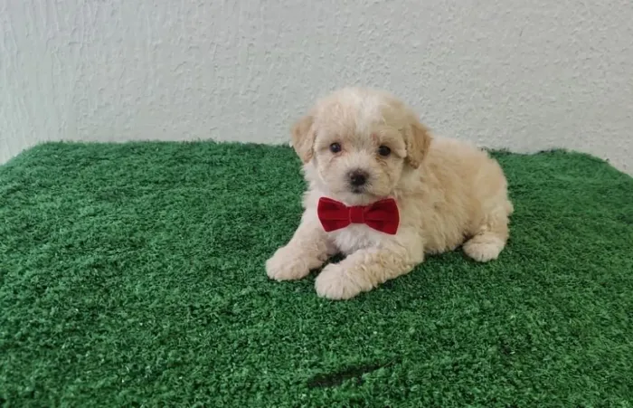 Filhotes de Poodle Toy macho