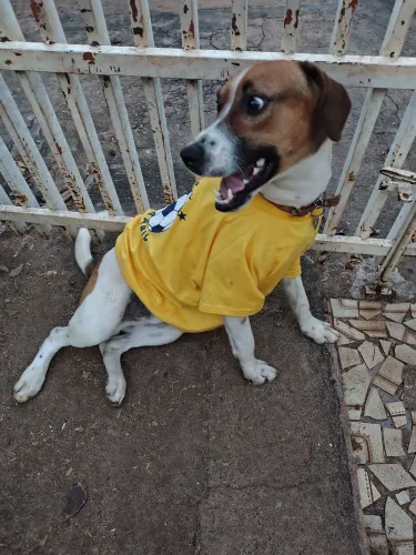 Cachorro