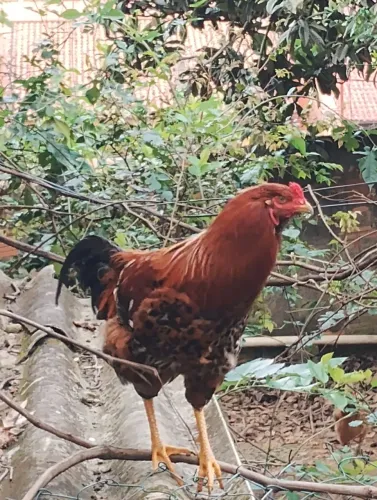 Galo balão