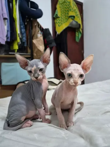 Filhotes de Sphynx Disponível 