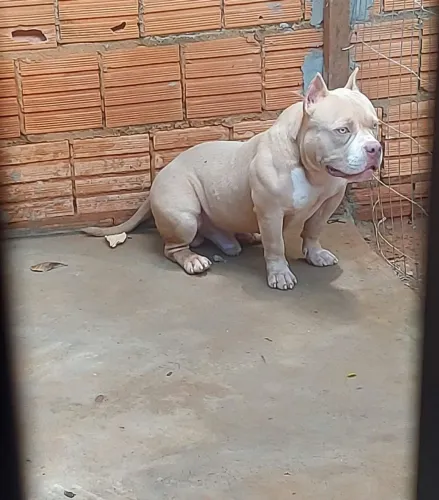 Procuro uma namorada pra esse garotão, tem dois anos ele é registrado