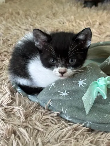 gatinhos para doação 