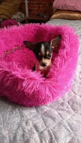 Pinscher filhotes já sendo ensinadinhos no tapetinho higiênico parcelo