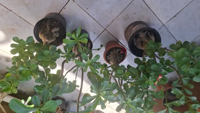 4 rosas do deserto adulta