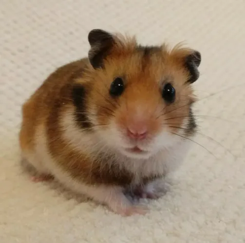 Hamster sírio