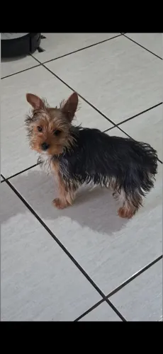 Yorkshire mini macho