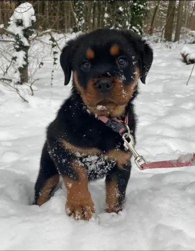 Filhotes de Rottweiler cheios de energia e personalidade.