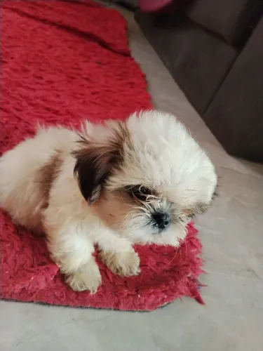 Shihtzu 