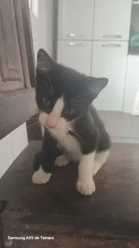 Gatinhos para doação 