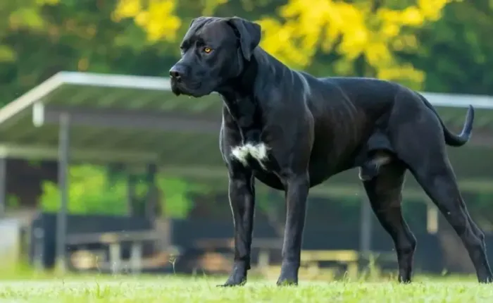 Preciso de cães de guarda 