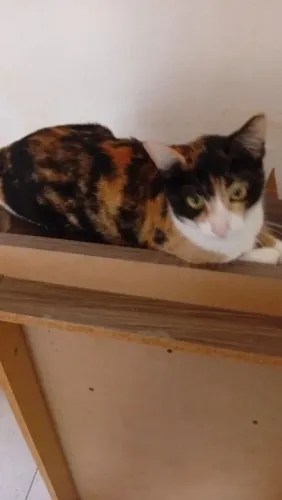 Gatinha tricolor