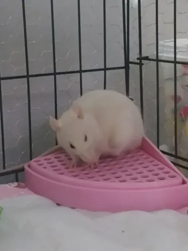 Vendo Ratas Twister 