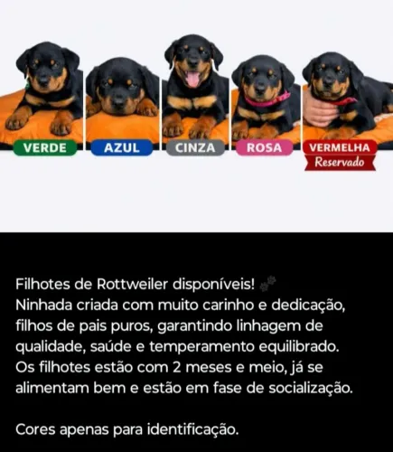 Filhotes de Rottweiler cabeça Touro