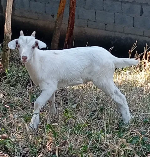 LINDO CABRITO SAANEN À VENDA