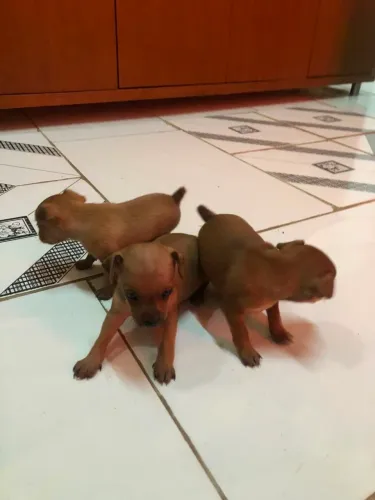 Pinscher filhote 1 mês N1