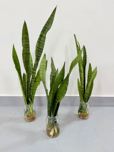 Plantas 3 por 50,00