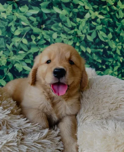 Golden lindo