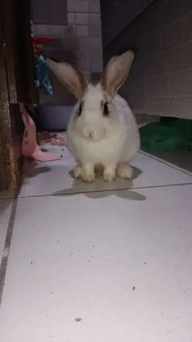 Coelho para doação!
