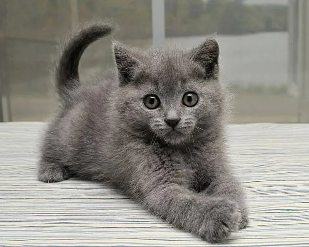Russian blue hipoalergenico
