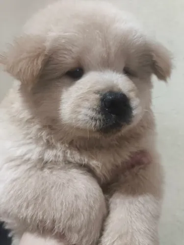 DOAÇÃO DE FILHOTES RAÇA CHOW CHOW