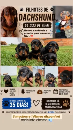 Vendo filhotes Dachshund