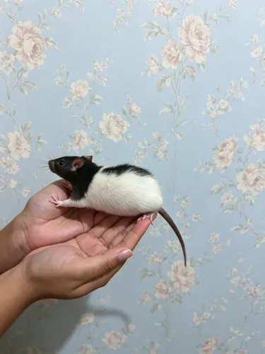 Rato Twister Pug pet hamster 