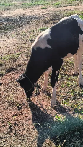 Vende-se bezerro macho Holandês