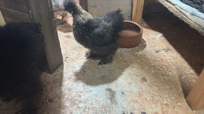 Macho raça sedosa 