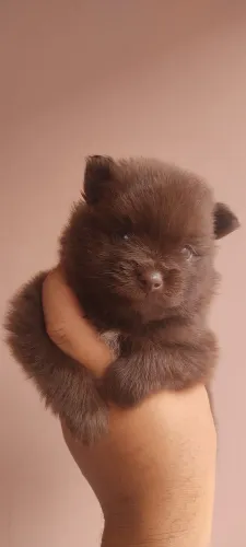 Lulu da Pomerânia Macho chocolate