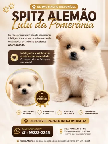 Último Macho Disponível ? Spitz Alemão (Lulu da Pomerânia)