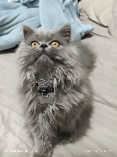 Gato persa MACHO