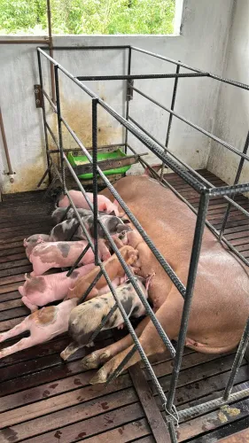 Leitões ?