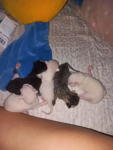 Adote seu gato já castrado