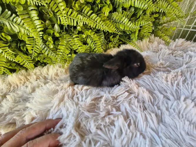 Mini coelhos netherland disponível