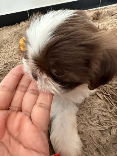 Shihtzu puro fêmea