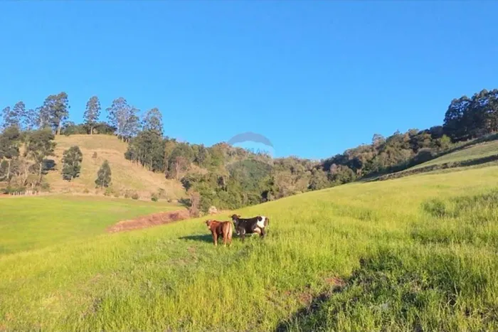 6 Hectares de terra produtiva à venda