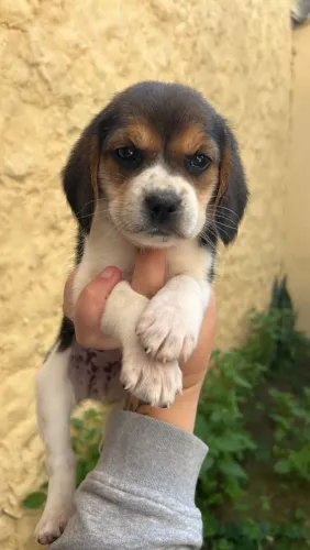 Beagle bagunceiro oficial da família
