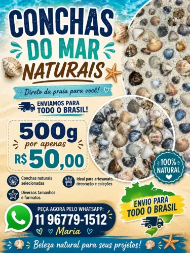 Conchas naturais do mar ? ? ?