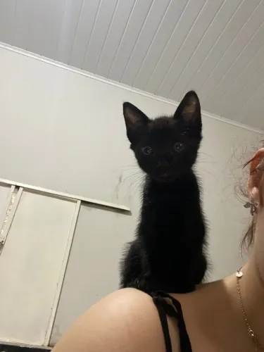 DOAÇÃO DE GATO