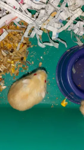 Hamster anão russo