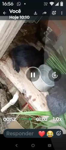 Vendo coelhinhos. Tenho 4. 70 reais cada