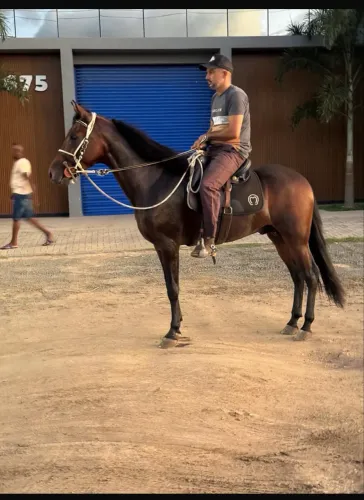 Vendas de cavalo